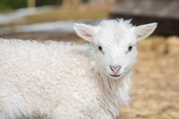 2018年瑞典的可爱小羊羔图片下载