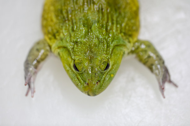 教育观念实验室蛙类解剖生理学。图片下载