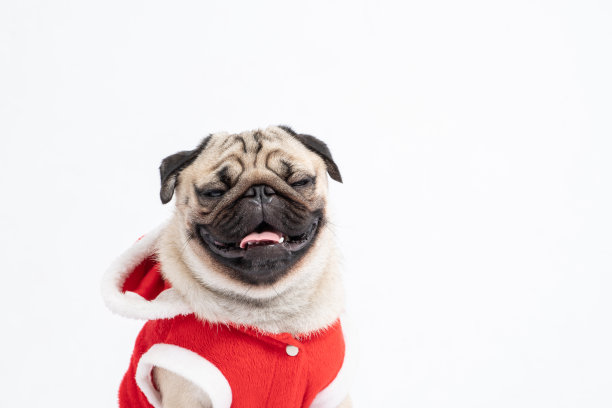 可爱的狗哈巴狗品种在红色圣诞外套服装微笑和幸福在圣诞节和新年日孤立在白色的背景，健康纯种狗与圣诞概念图片下载