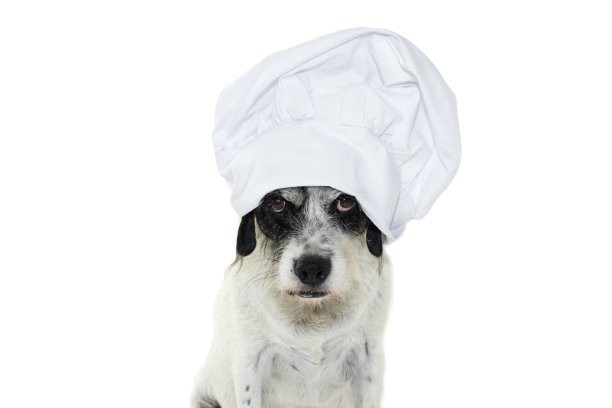 滑稽的狗用厨师帽做鬼脸烹饪食物。孤立在白色背景上。影棚拍摄。图片下载