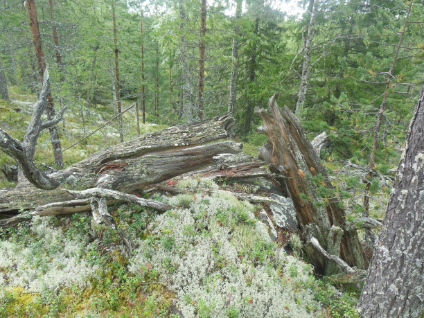 卡累利阿共和国图片下载