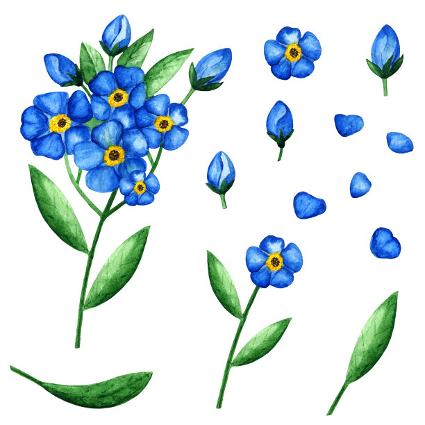 勿忘我花,叶子图片下载