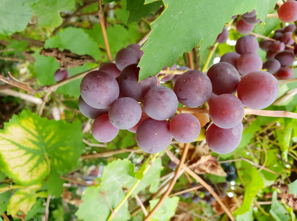 特劳贝内恩特图片下载