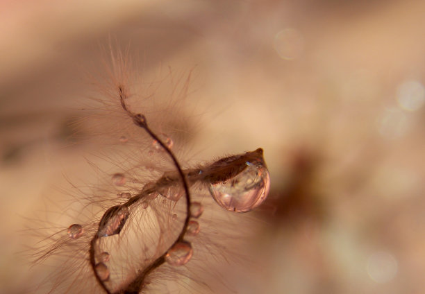 种子植物和雨滴图片下载