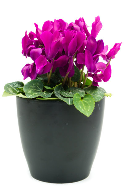 紫色仙客来花盆孤立在白色的背景图片下载