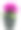 紫色仙客来花盆孤立在白色的背景图片下载