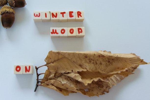 “Winter mood ON”文本短语，白色背景下的干燥树叶和橡子，秋冬季节概念图片下载