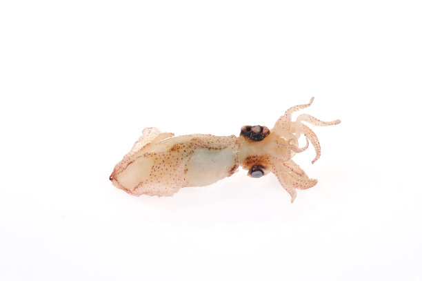 鱿鱼孤立在白色的背景图片下载