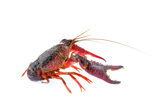 白色背景上的龙虾图片下载