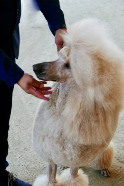 杏秀贵宾犬图片下载