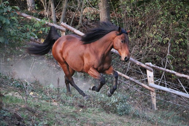 奔跑的棕色夸特马图片下载