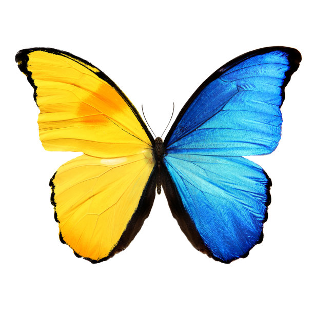 美丽的蓝色和黄色蝴蝶孤立在白色的背景图片下载