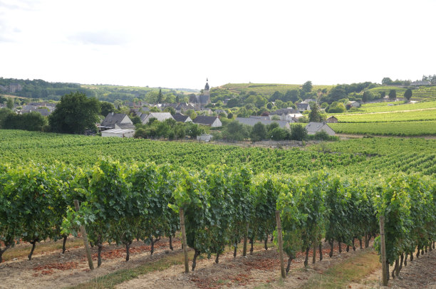 在法国葡萄园图片下载