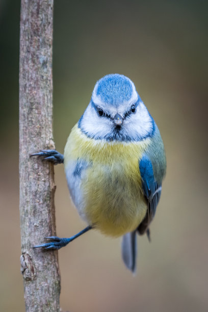 蓝冠山雀图片下载