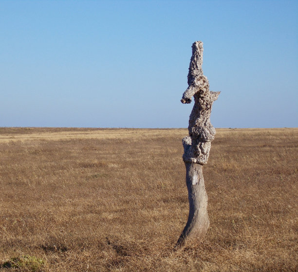 树干在田野里图片下载