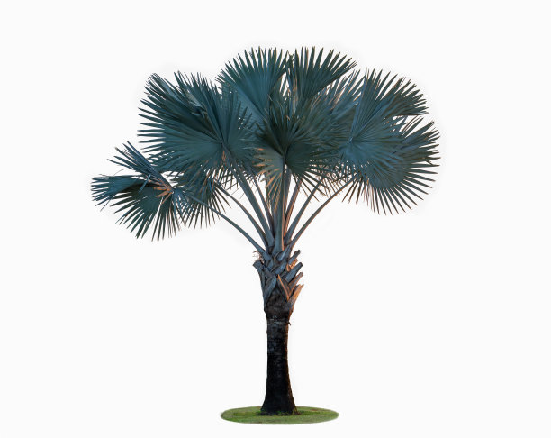 高大的棕榈树(圆叶棕榈或扇形棕榈)，孤立在白色背景上。图片下载
