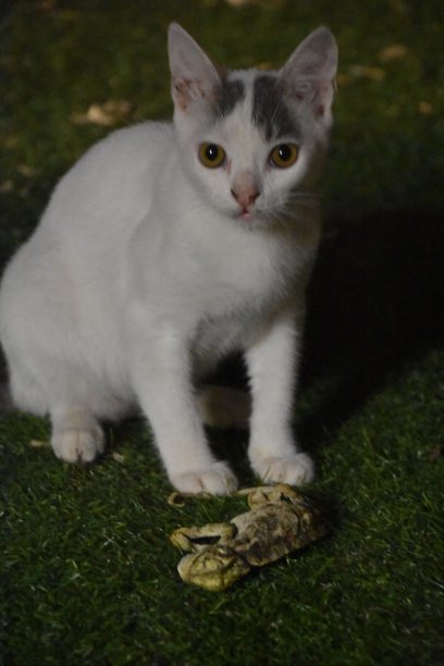 一只猫抓到一只蜥蜴图片下载