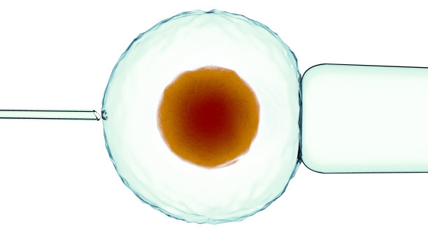 人工或辅助受精是通过显微镜下观察，人工进行配子结合的过程图片下载