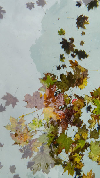 秋天水面上的叶子图片下载