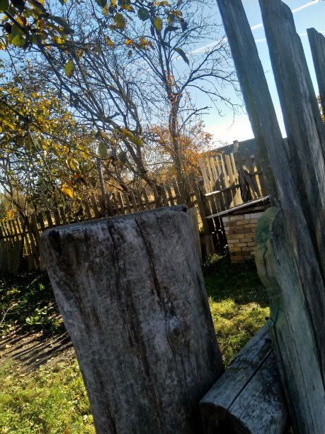 秋天的后院，旧木栅栏后面图片下载