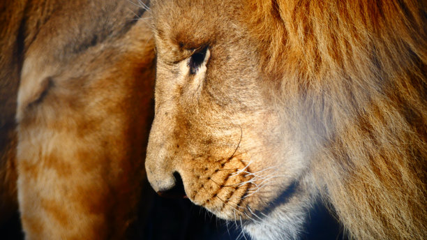 近侧面的狮子图片下载