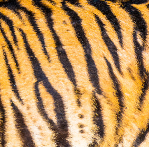 老虎的兽皮纹理图片下载