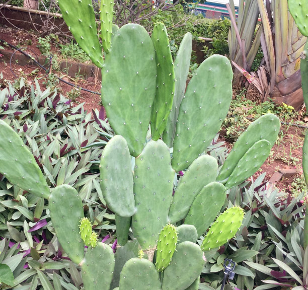 仙人掌图片下载