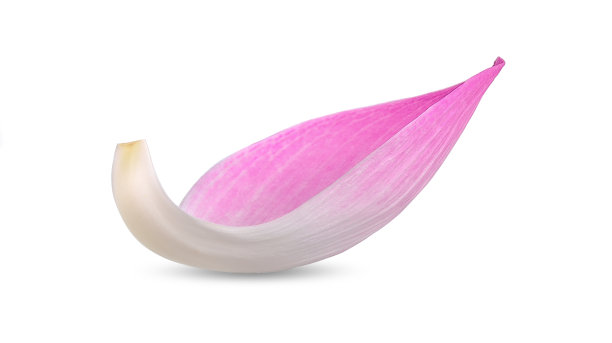 荷花花瓣孤立在白色的修剪路径上图片下载