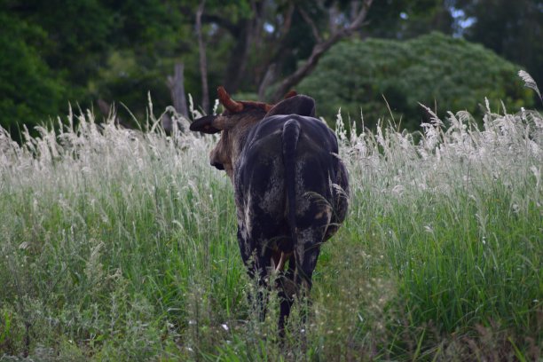 公牛在草地上行走图片下载