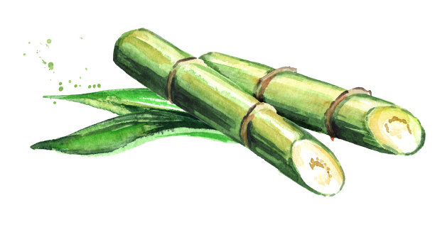 带叶甘蔗，水彩手绘插图，白色背景图片下载