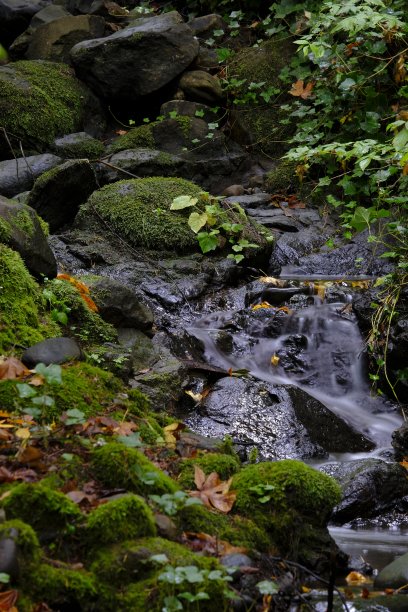 河水在岩石上流淌，苔藓填满了翠绿的秋木图片下载