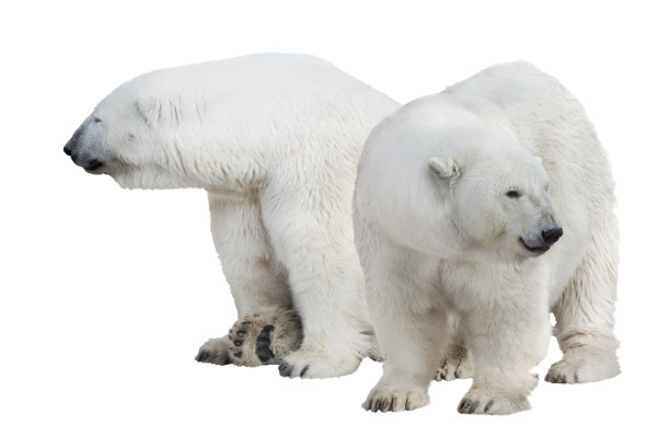孤立两只白北极熊图片下载
