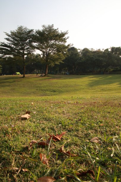 草草甸树图片下载