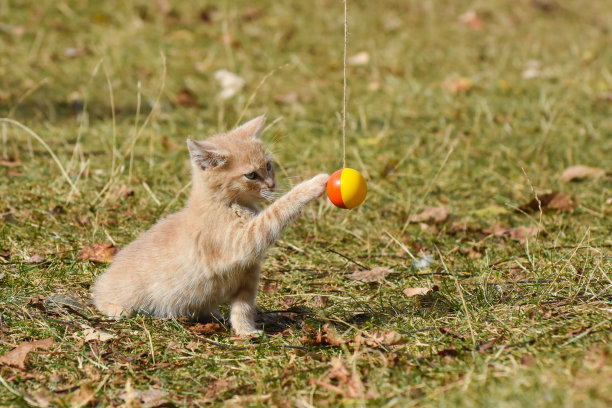 虎斑猫在后院玩耍图片下载