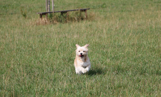 小狗在奔跑和玩耍图片下载