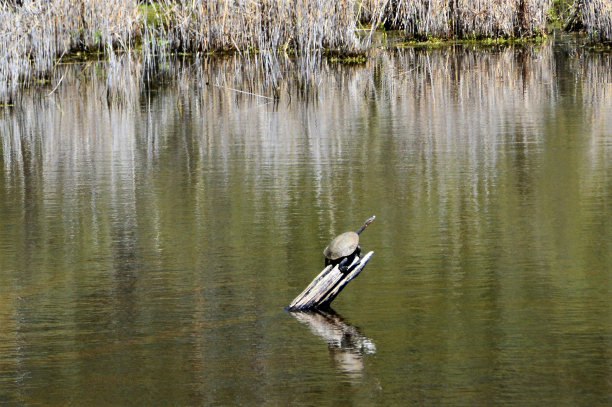 木头上的乌龟图片下载
