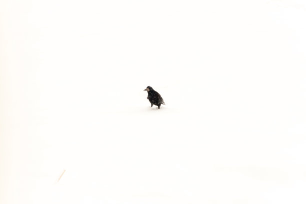 冬天，雪花和寂寞的乌鸦图片下载
