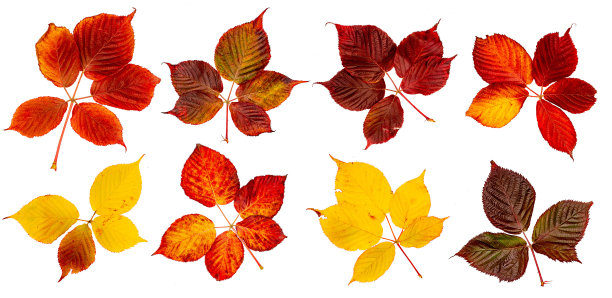 色彩鲜艳的秋叶。设计工具图片下载