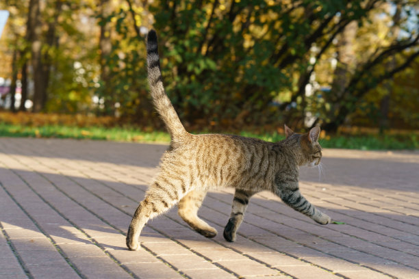猫走在城市的街道在阳光灿烂的一天图片下载