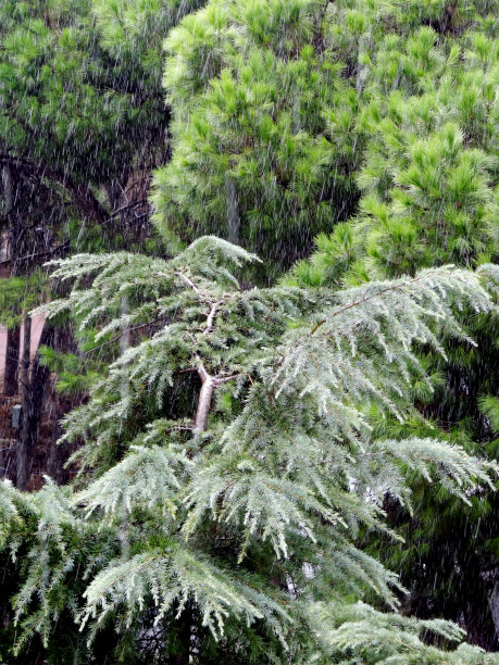 雨图片下载