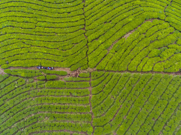 茶园鸟瞰图图片下载