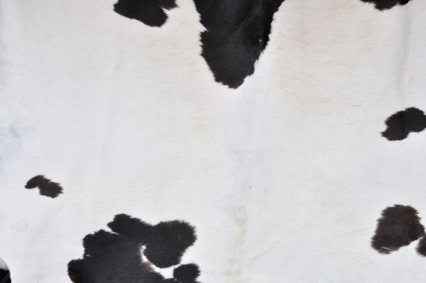 牛的皮肤图片下载