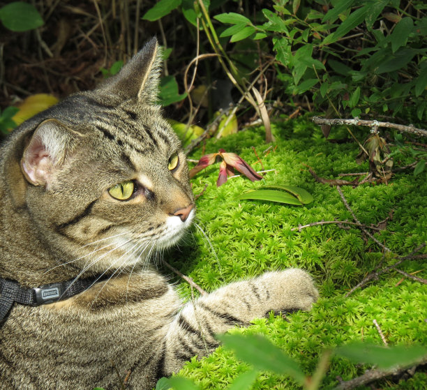 祖里小姐。图片下载