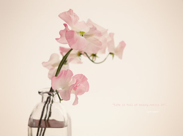 Lathyrus花瓶。图片下载