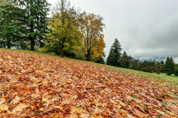 秋叶落在山坡上图片下载