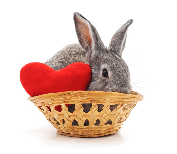 篮子里的小兔子。图片下载
