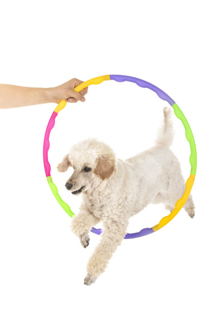 培训的敏捷性图片下载