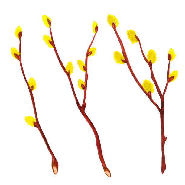 水彩嫩枝猫咪柳树，柳絮图片下载