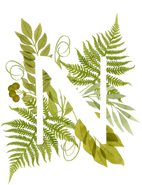 大写字母N与绿色水彩蕨交织。植物插图。叶字母组合。图片下载