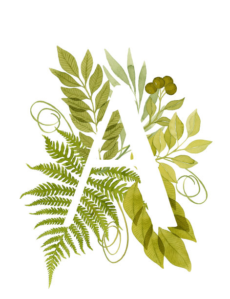 大写字母A与绿色水彩蕨交织字母。植物插图。叶字母组合。图片下载